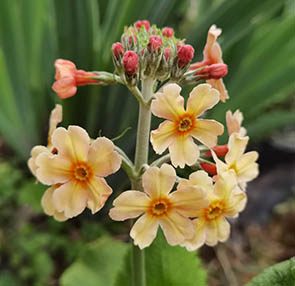 Primula 'Oriental Sunrise'